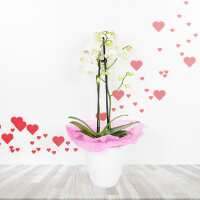 Read Hazelton\'s Canada Reviews